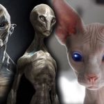 Los Gatos son de Origen Extraterrestre pruebas y evidencias 9 origen extraterrestre de los gatos