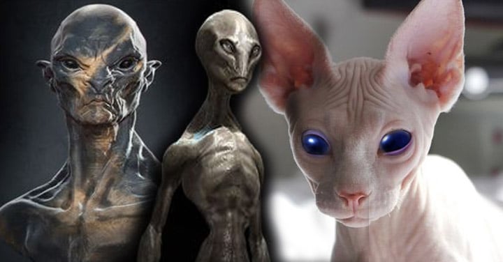 origen extraterrestre de los gatos