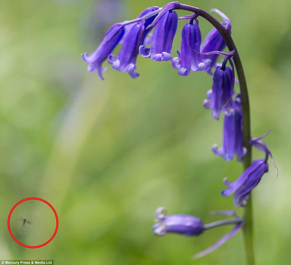 Fotografía de Lisa Wildgoose: diminuto ser alado junto a campanillas