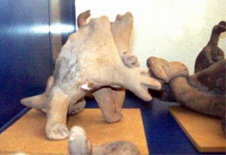 Figuras de Acámbaro: extrañas esculturas en Museo de Guanajuato 3 Figuras de Acámbaro: animales extintos modelados en arcilla