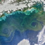 Antiguedad de la vida multicelular la vida en el planeta tierra
