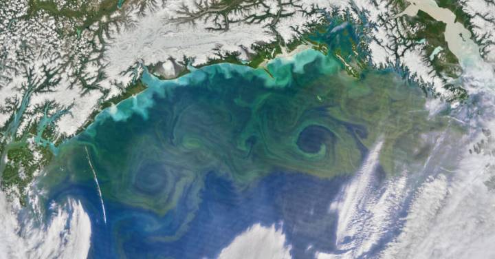 Antiguedad de la vida multicelular la vida en el planeta tierra