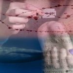 El juego de la Ballena Azul o el reto del suicidio 3 enero semana 3 lunes