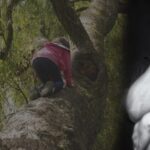 Se perdió la niña misterio real