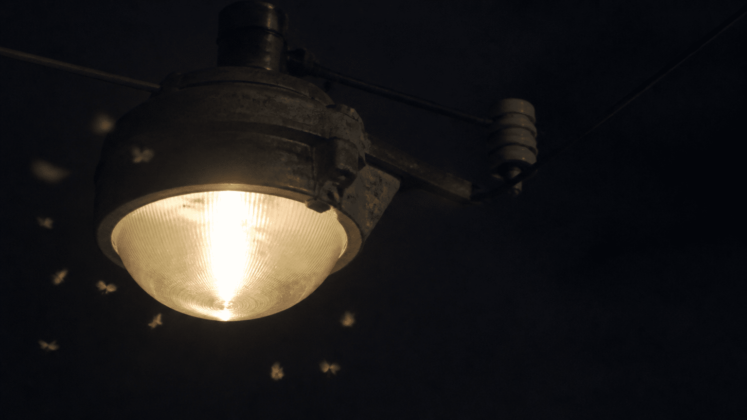 Farol industrial encendido, insectos en el halo: la lámpara, no un hombre eléctrico