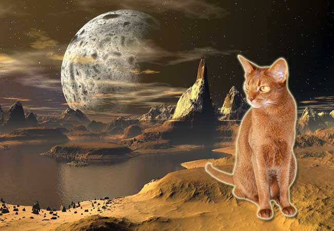 Gatos alienígenas: rostro felino y rasgos de aliens grises