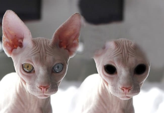 Gatos extraterrestres: espías y misterio del ronroneo