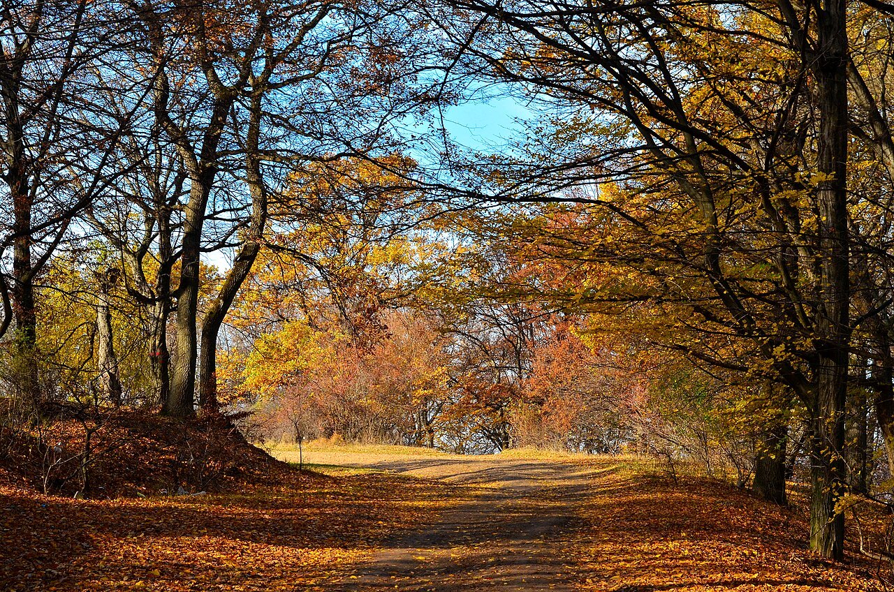 Bosque de Hoia Baciu en otoño, cerca de Cluj-Napoca, Transilvania (Rumania)